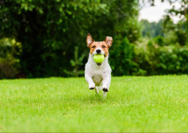 a dog playing fetch outside