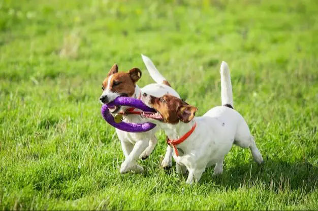 a dog playing fetch