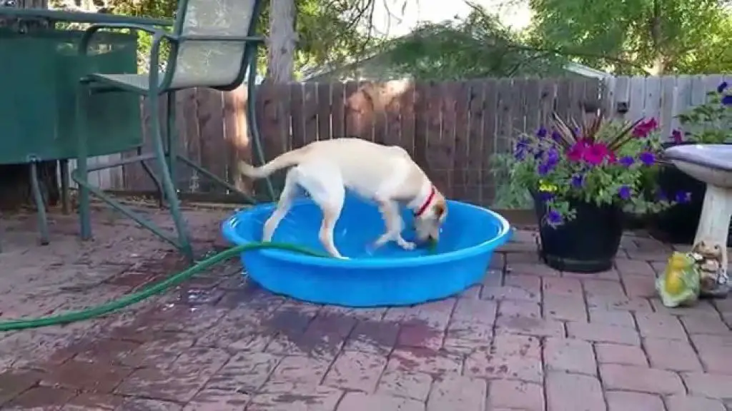 a dog playing in a kiddie pool filled with water in the backyard.