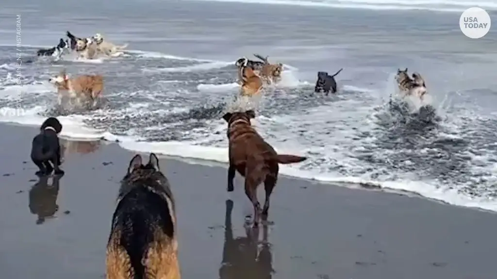 a dog playing in the ocean waves