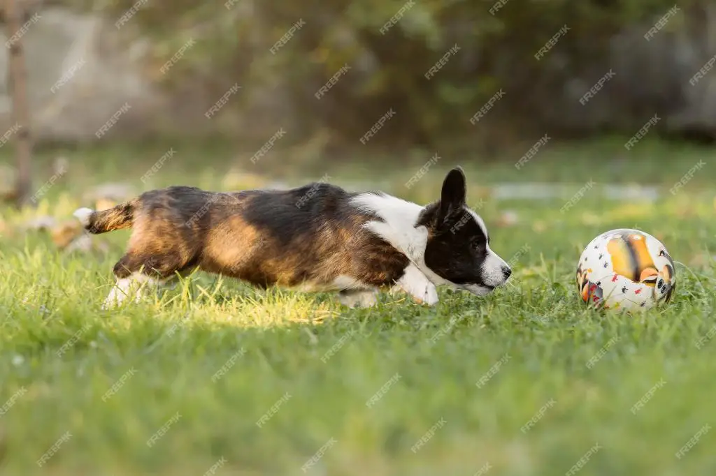 a dog playing with a ball