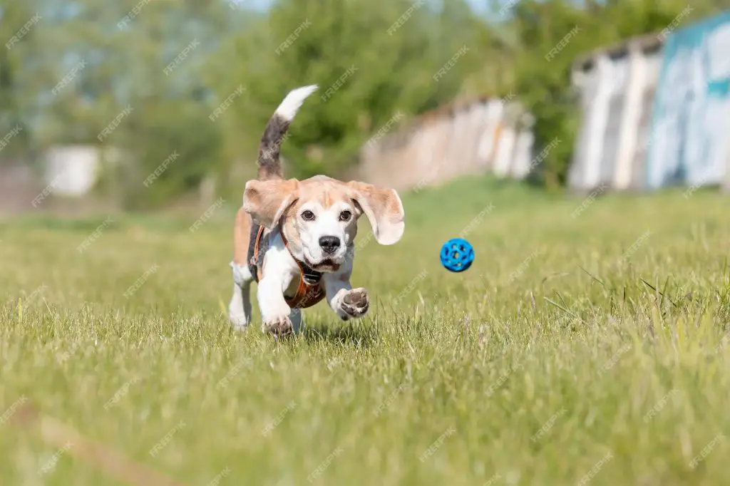 a dog playing with a blue ball