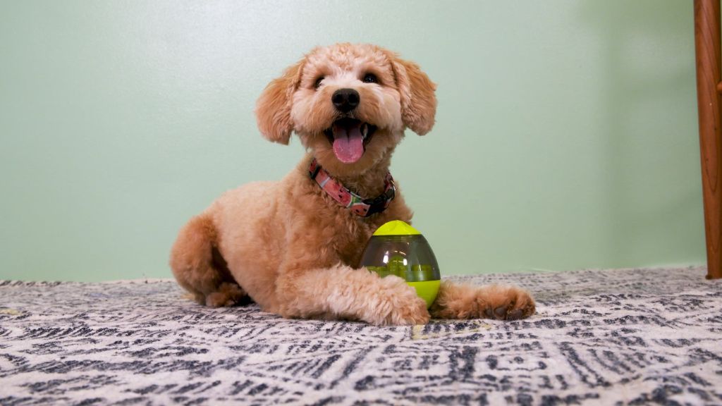 a dog playing with a treat dispensing toy.
