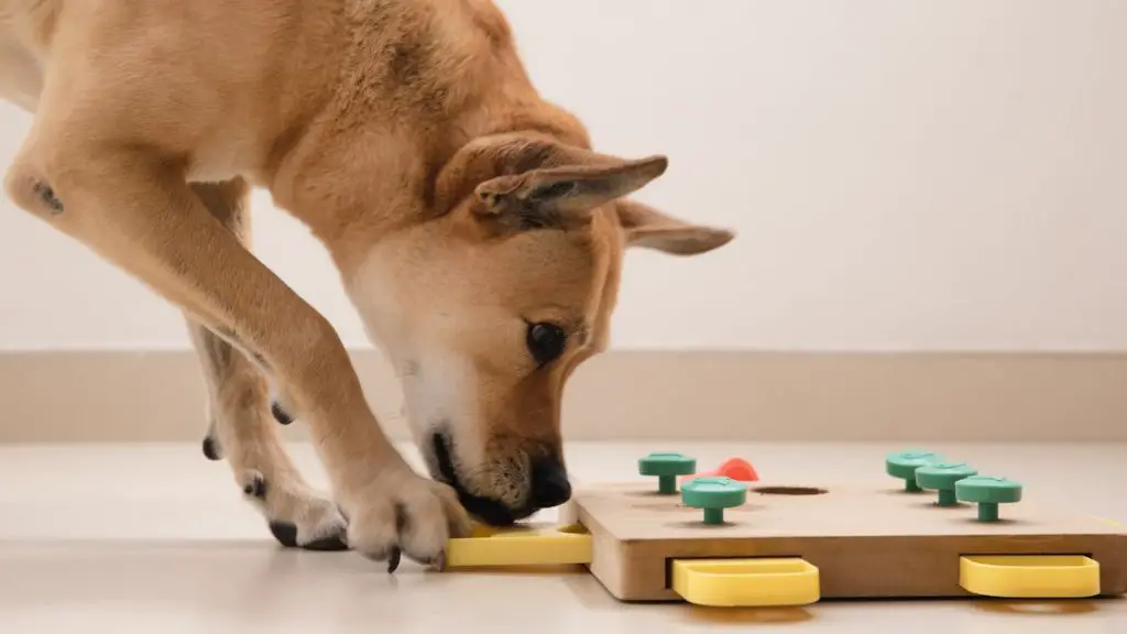 a dog playing with an interactive toy puzzle feeder.