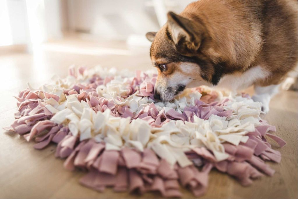 a dog playing with food puzzle toys