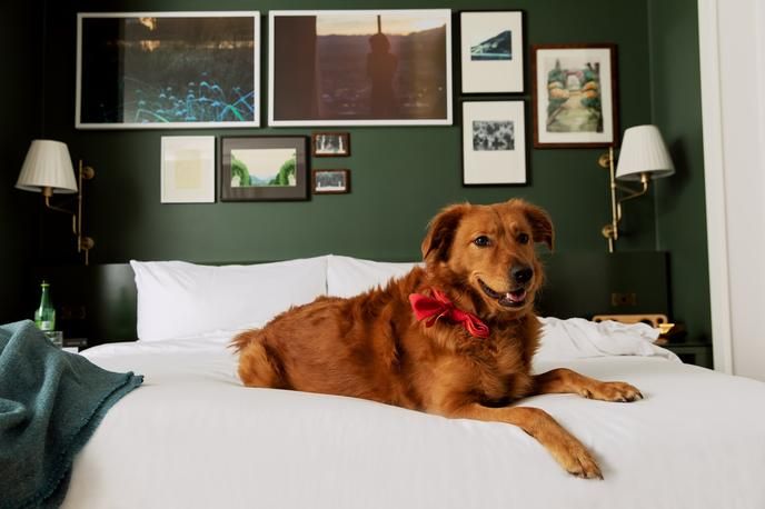 a dog playing with toys in a hotel room at an mgm resort