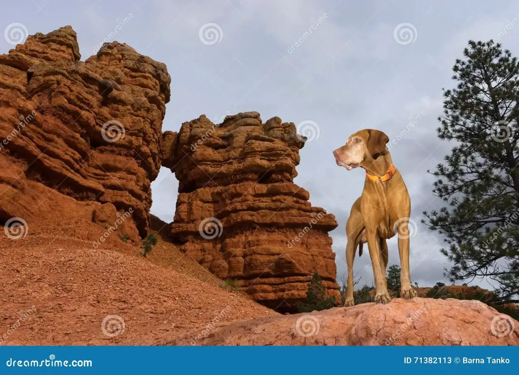 a dog posing on a red rock trail