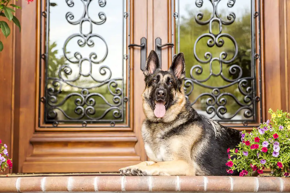 a dog protectively guarding its home