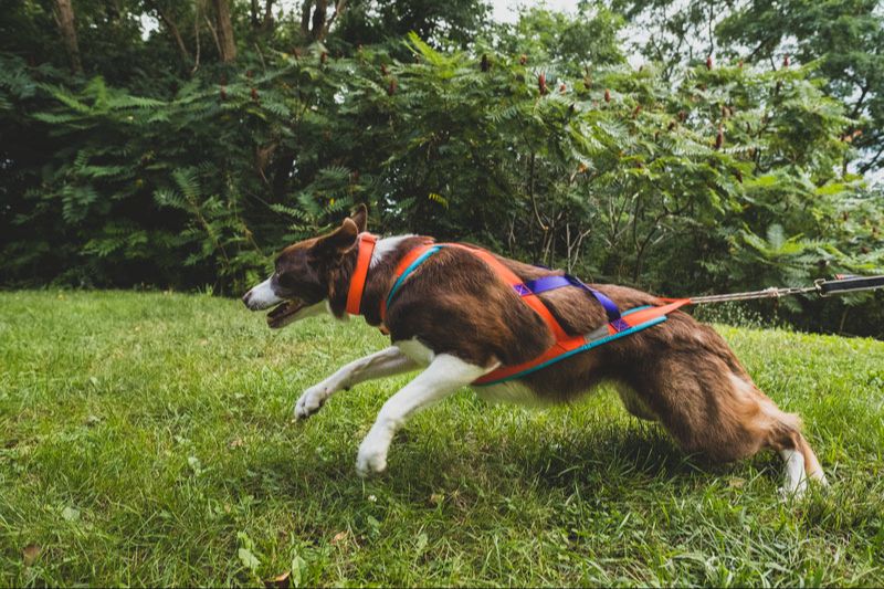 a dog pulling hard while wearing a harness