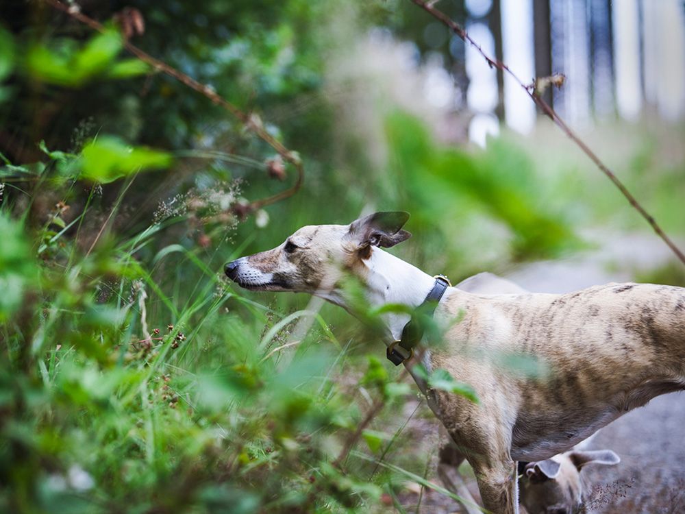 a dog quickly noticing movement