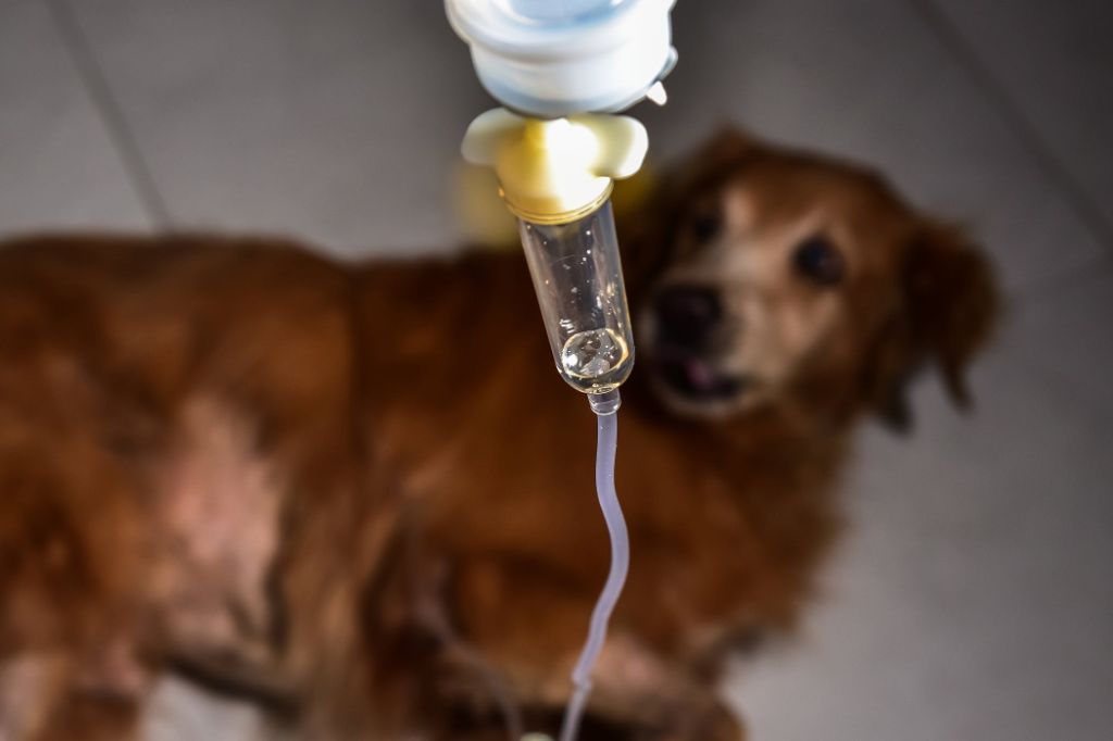 a dog receiving a blood transfusion due to splenectomy hemorrhage