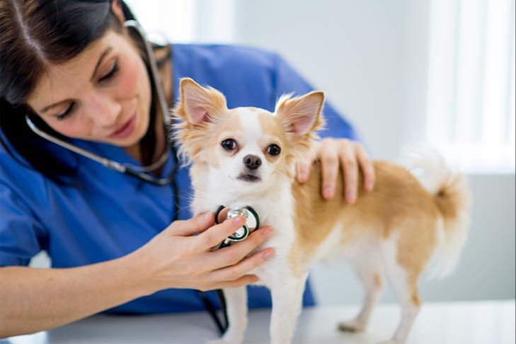 a dog receiving a check-up from a veterinarian