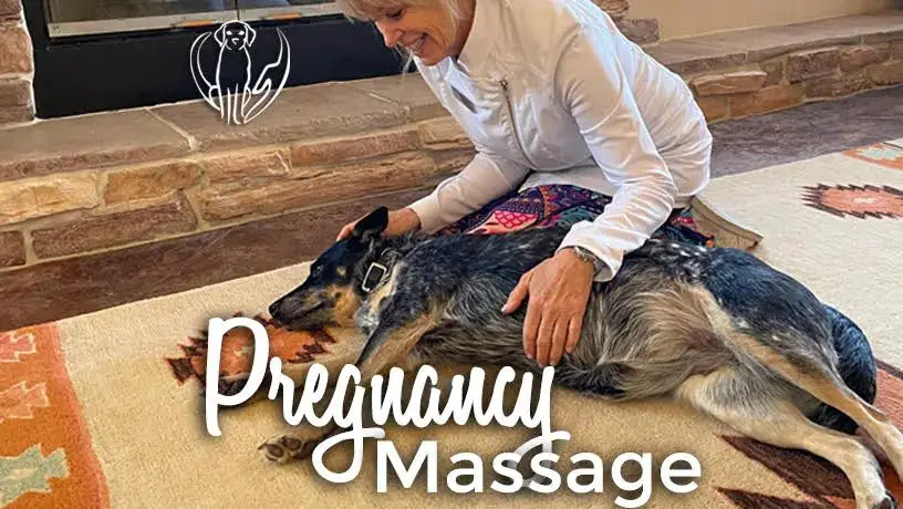 a dog receiving a gentle belly massage