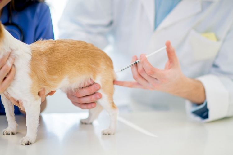 a dog receiving a rabies vaccine injection