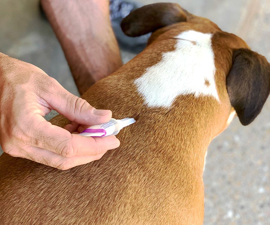 a dog receiving a tick medicine treatment