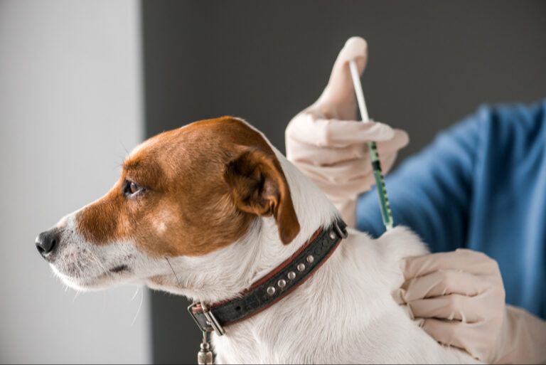 a dog receiving a vaccination