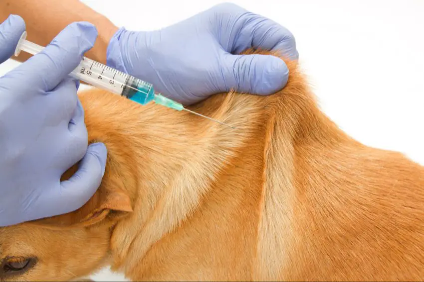 a dog receiving a vaccine injection 