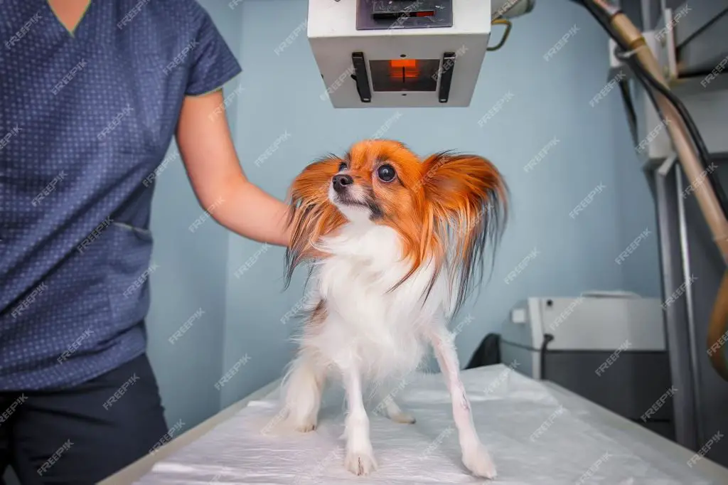 a dog receiving a veterinary exam