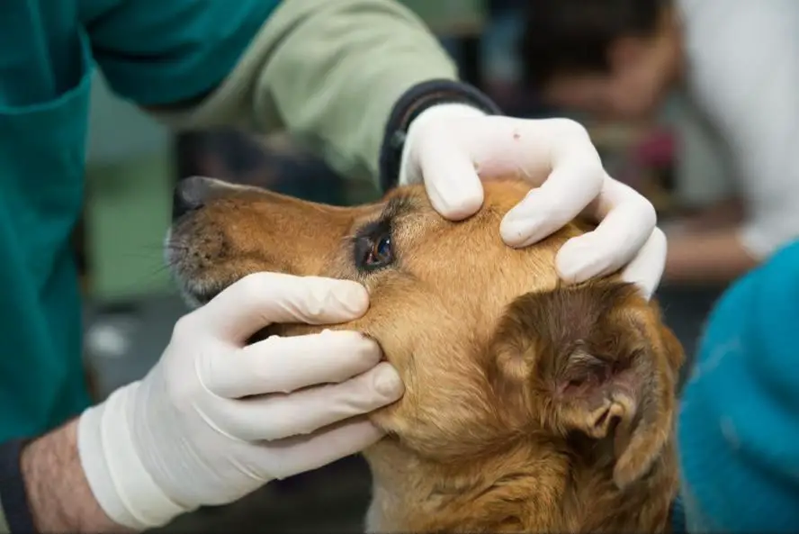 a dog receiving a veterinary eye exam