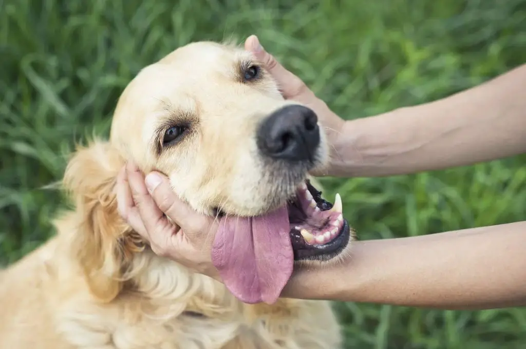 a dog receiving affection from its owner