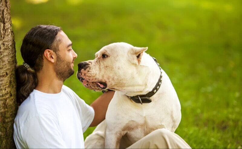 a dog receiving affection from its owner