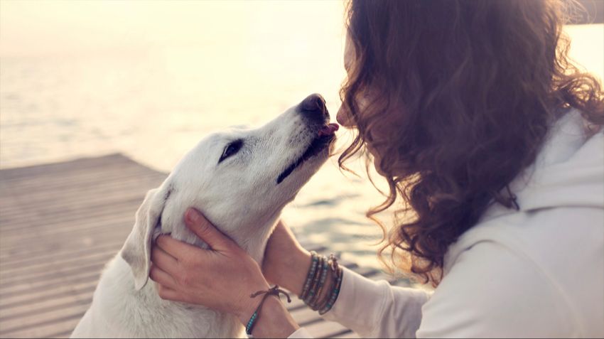 a dog receiving an ear rub from their owner