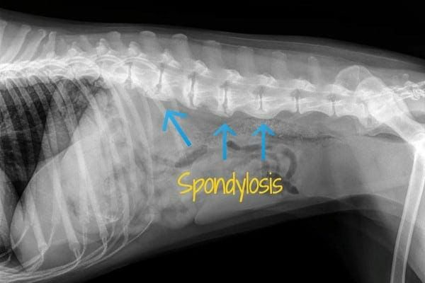 a dog receiving an x-ray exam to check for pinched nerves