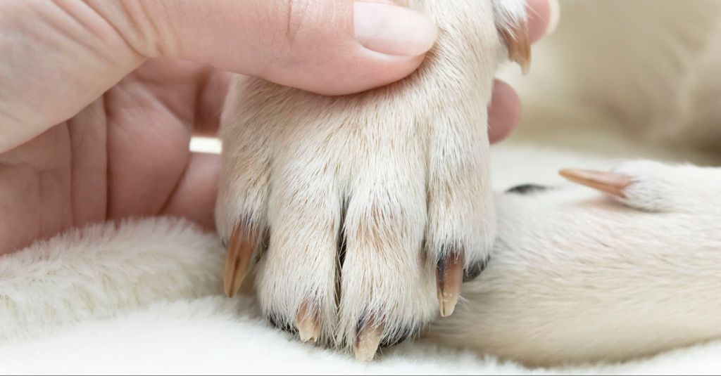 a dog receiving antibiotics from a vet for a nail infection