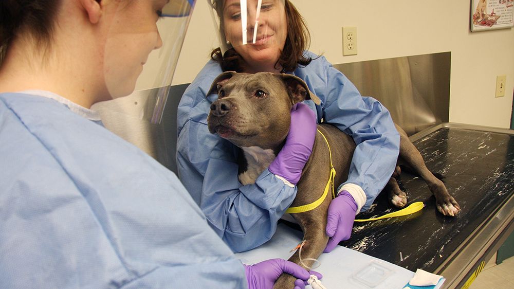 a dog receiving chemotherapy