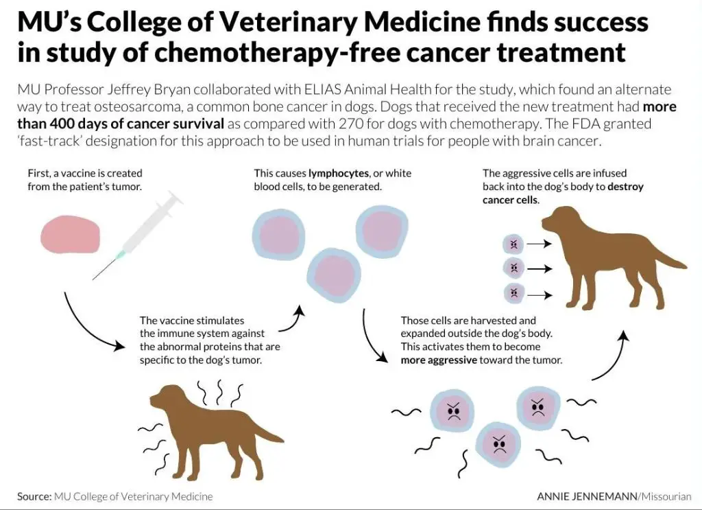 a dog receiving chemotherapy as an alternative cancer treatment