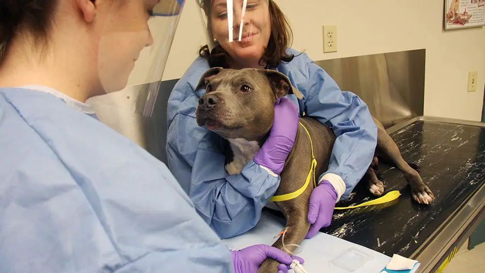 a dog receiving chemotherapy treatment from a veterinarian