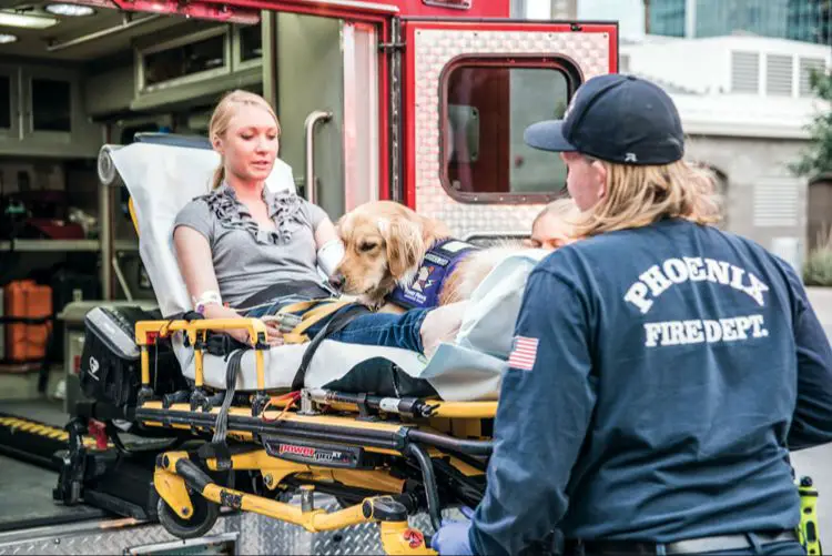 a dog receiving emergency medical care