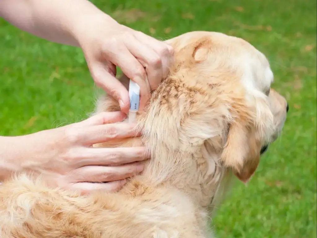 a dog receiving flea treatment