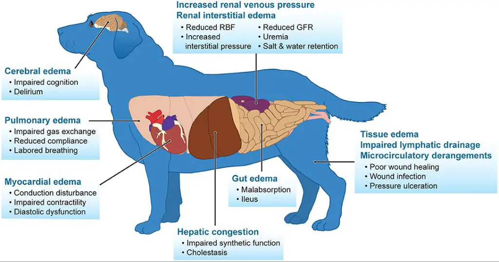 a dog receiving iv fluids for pancreatitis after splenectomy