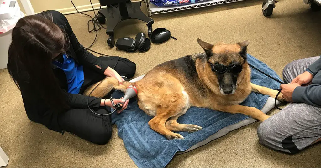 a dog receiving laser therapy treatment for arthritis pain