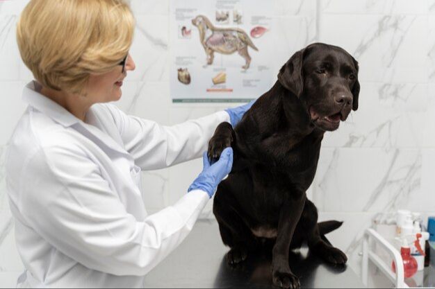 a dog receiving lymphoma treatment