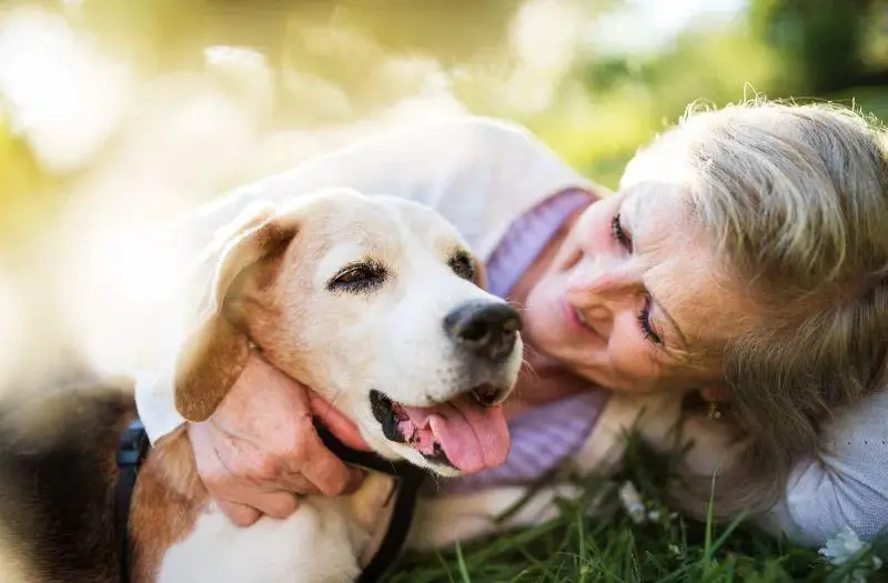 a dog receiving palliative care and medication for cancer pain