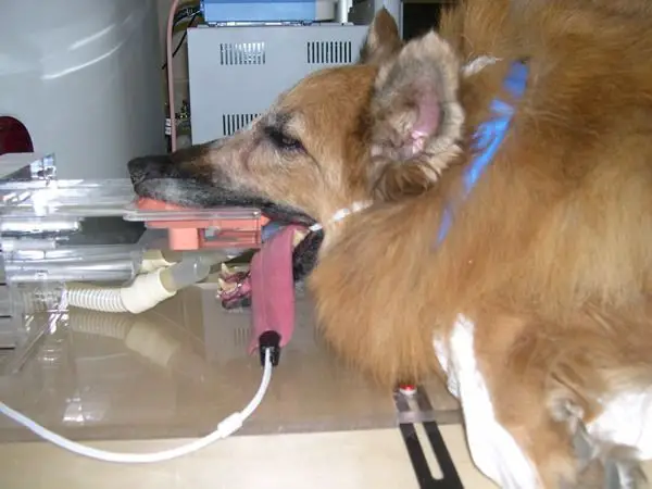 a dog receiving radiation therapy