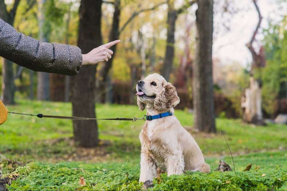 a dog receiving training