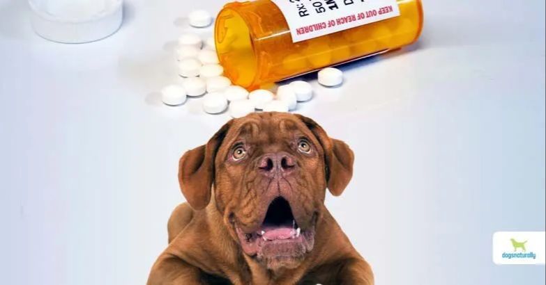 a dog receiving two daily doses of trazodone