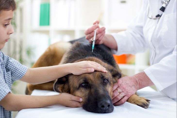 a dog receiving veterinary attention