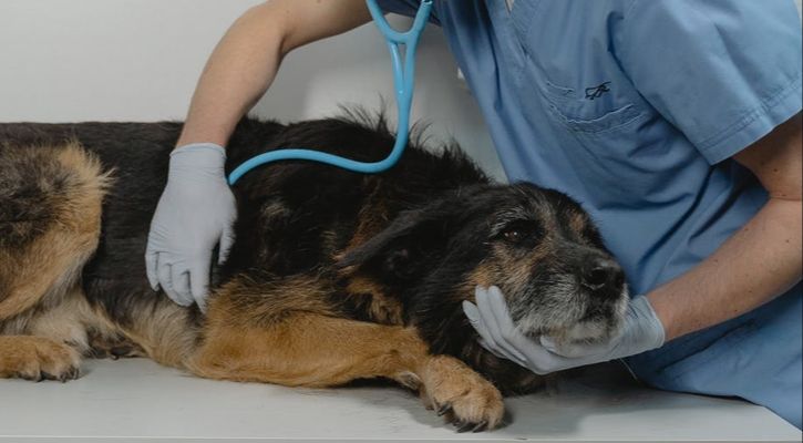 a dog receiving veterinary exam and preventative care