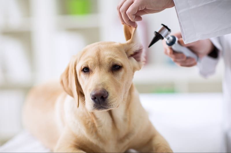 a dog receiving veterinary examination