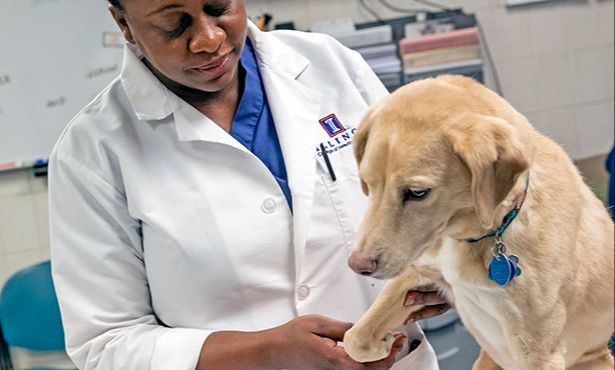 a dog receiving veterinary treatment