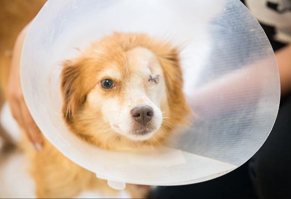 a dog recovering after eye tumor surgery