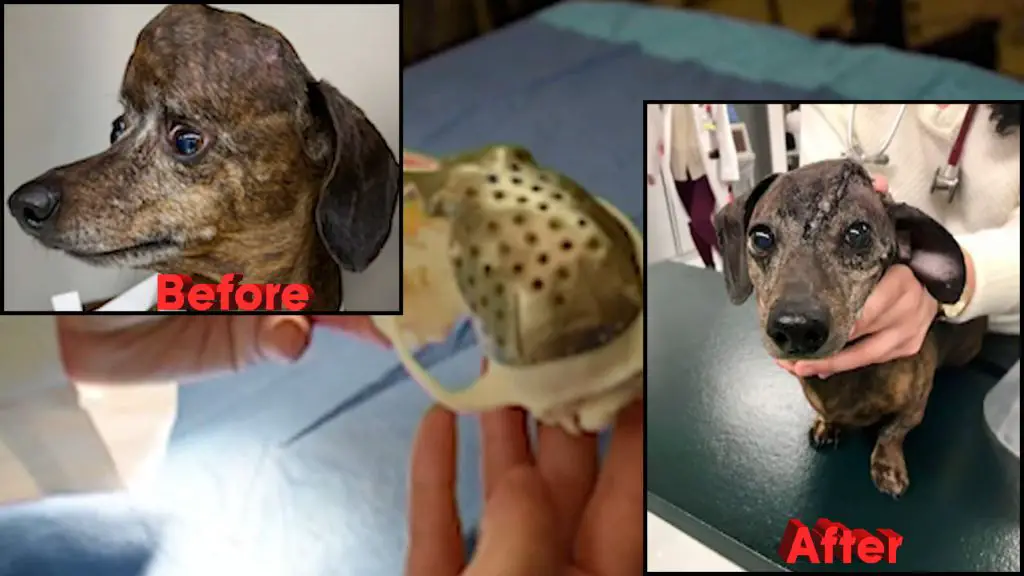 a dog recovering from brain surgery to remove a cancerous tumor