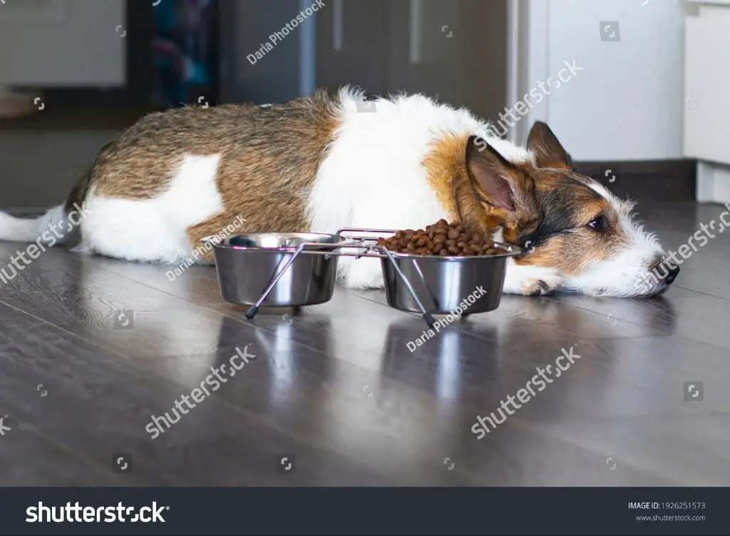 a dog refusing a bowl of food