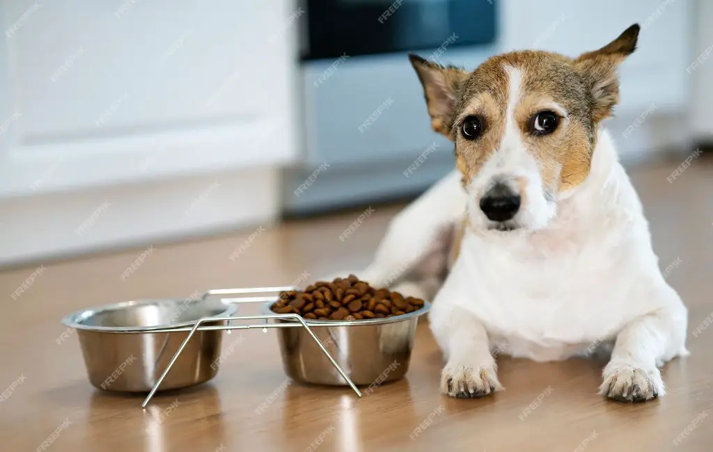 a dog refusing food