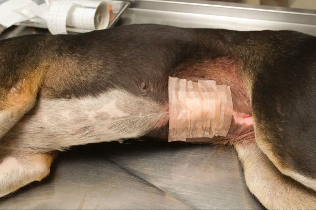 a dog refusing food due to intestinal blockage