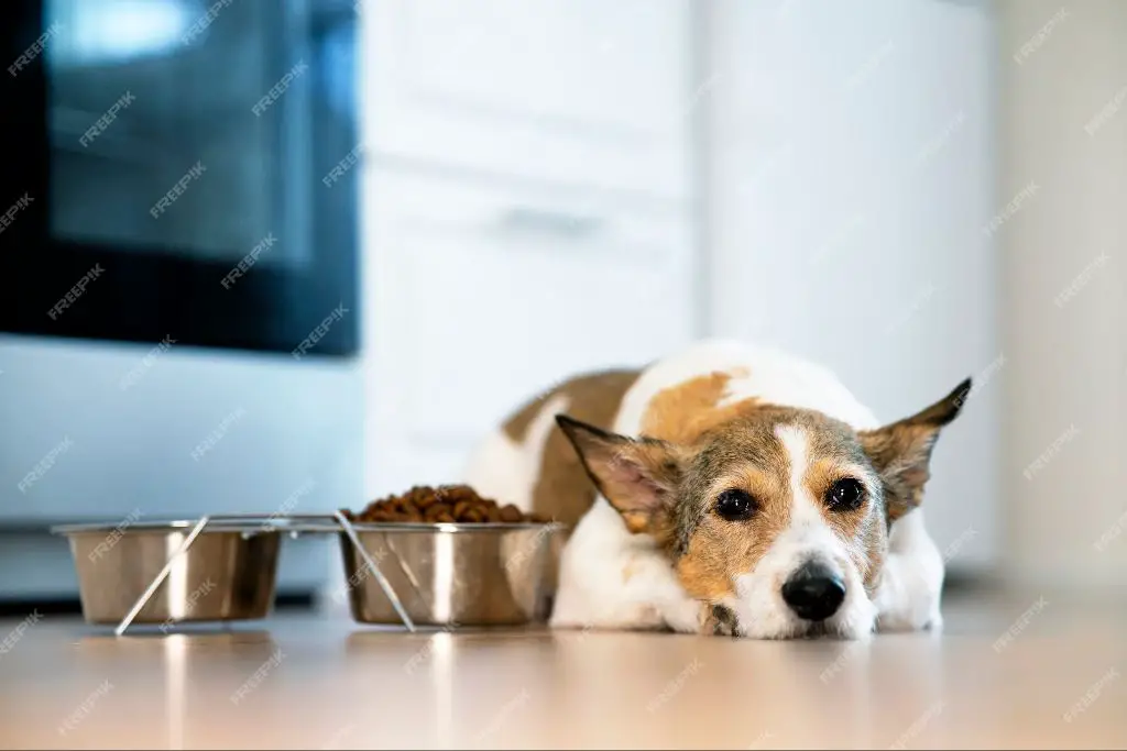 a dog refusing to eat food in a bowl